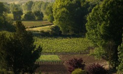Conecta con la naturaleza conociendo nuestro huerto ecológico y viñedos, en temporada.
