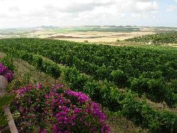 Bodegas Luis Pérez disfruta de las vistas de sus impecables viñedos