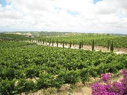 Bodegas Luis Pérez disfruta de las vistas de sus impecables viñedos